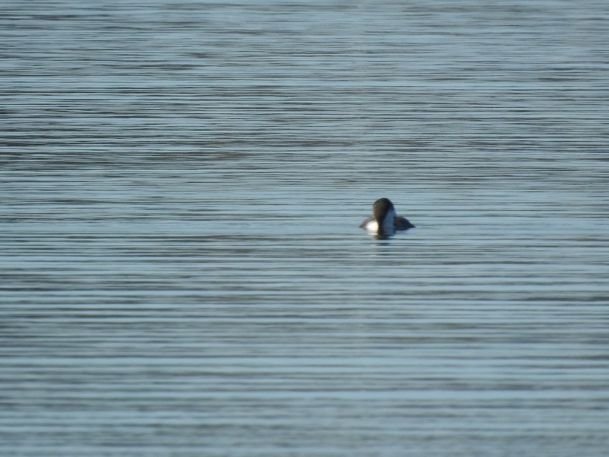 Common Loon - ML294539651