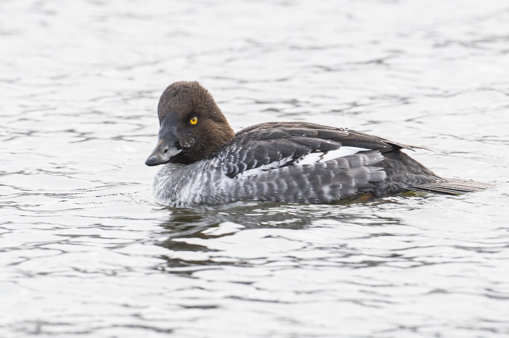 Common Goldeneye - ML294539781