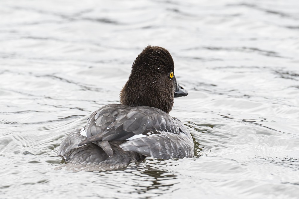 Common Goldeneye - ML294540991