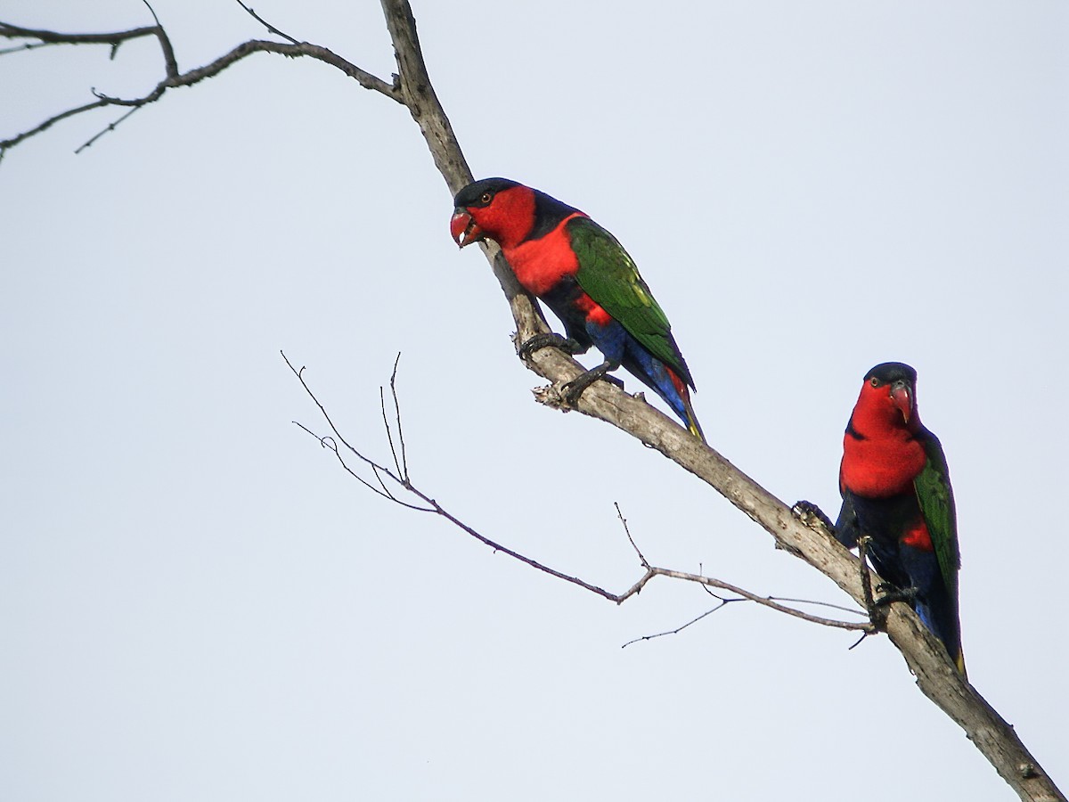 Black-capped Lory - ML294542401