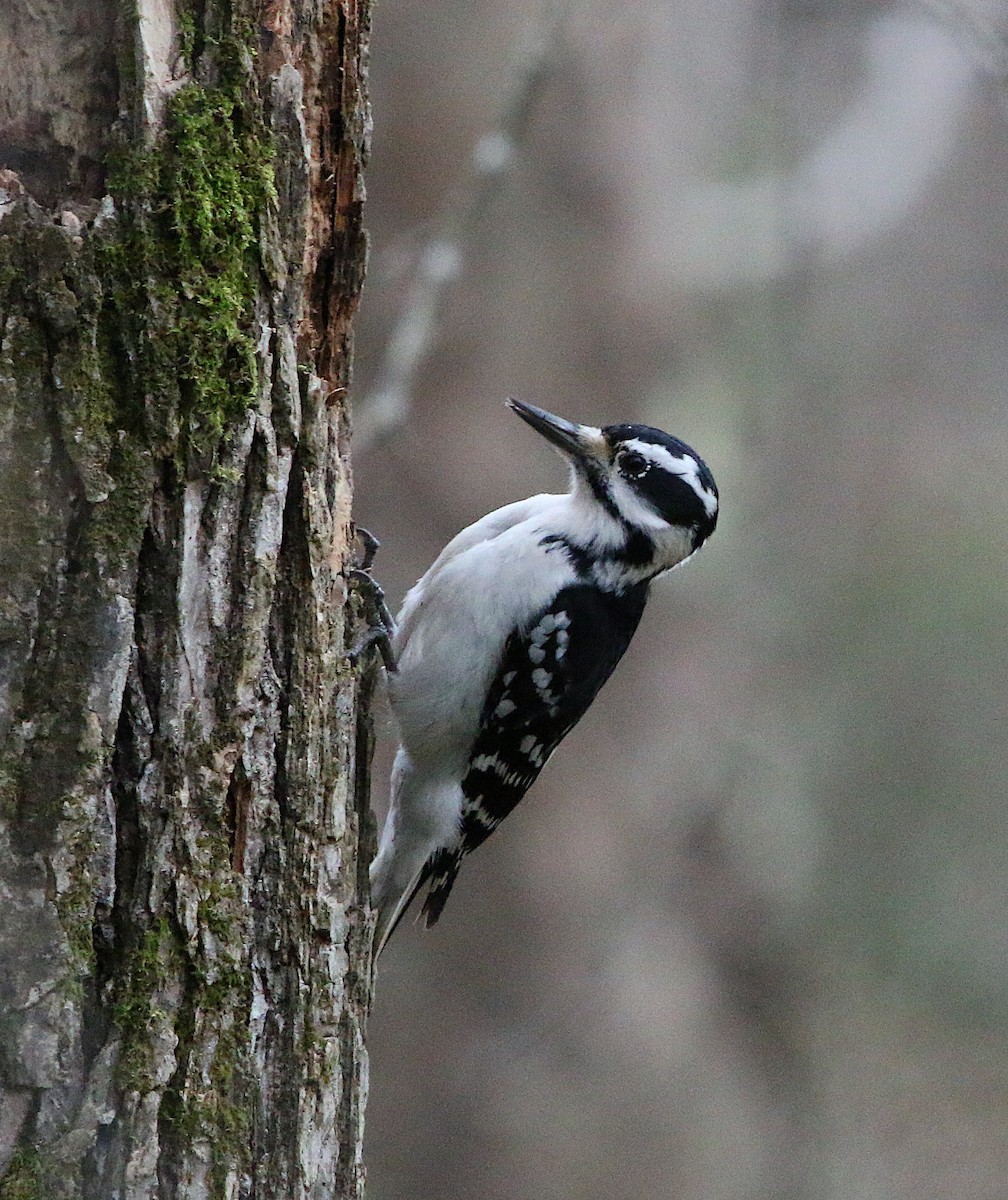 Hairy Woodpecker - ML294543591