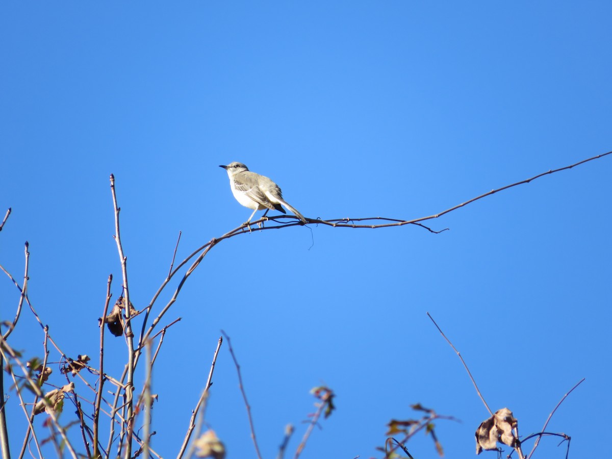 Northern Mockingbird - ML294543711
