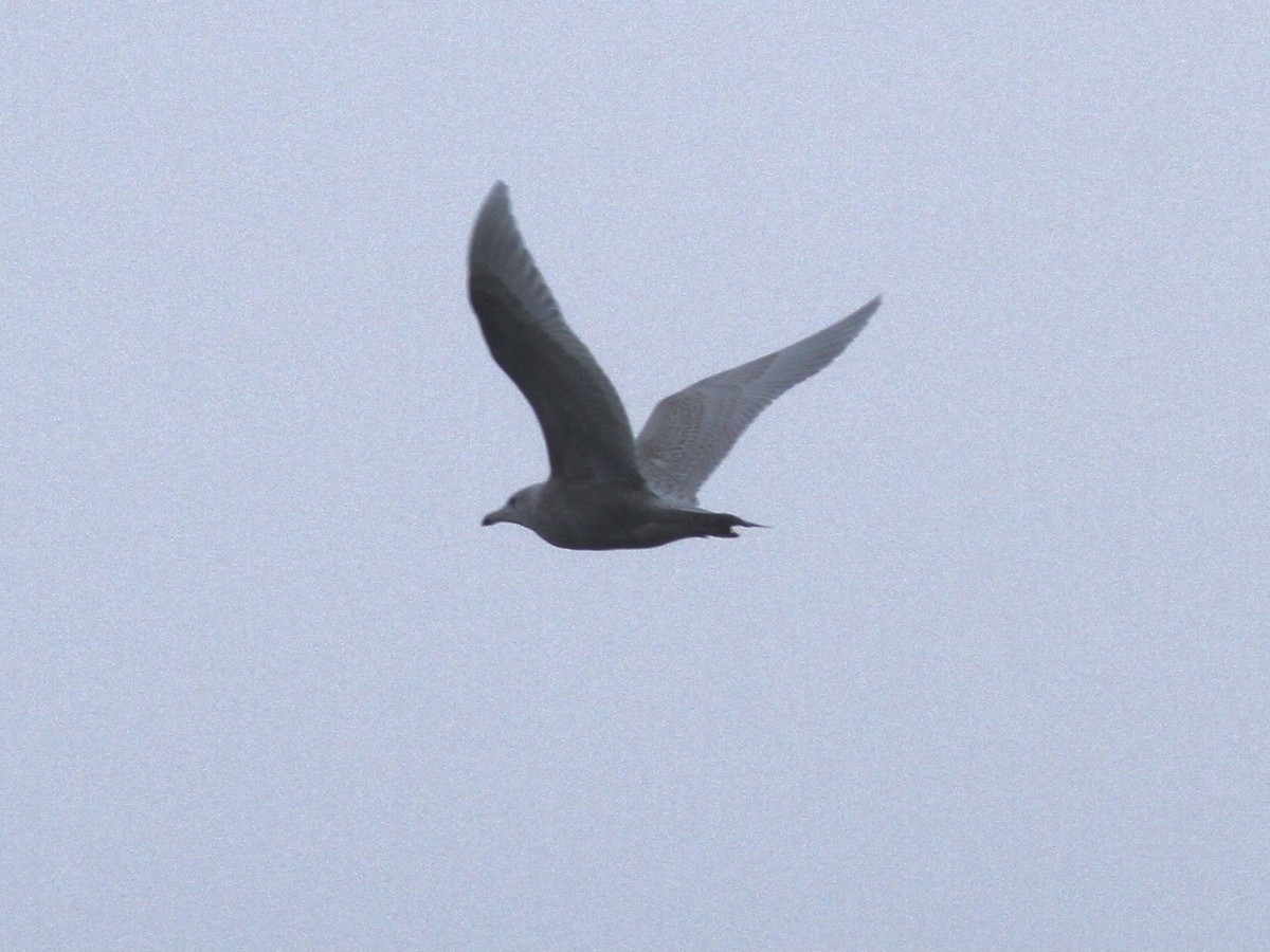 Glaucous Gull - ML294544141