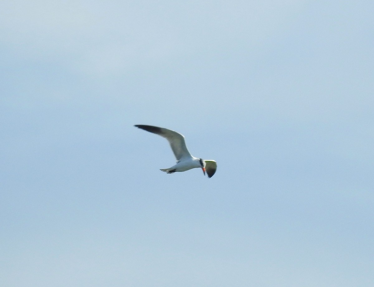 Caspian Tern - ML294544321