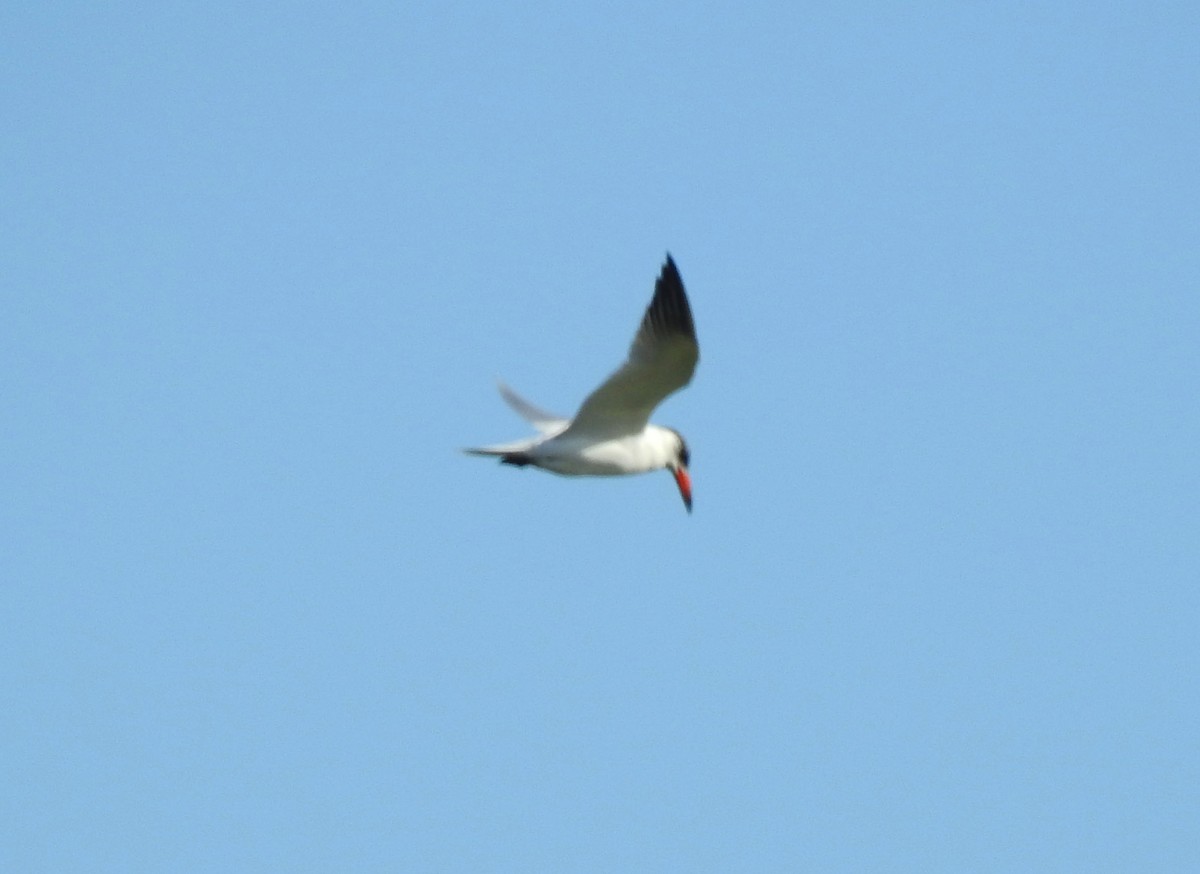 Caspian Tern - ML294544351