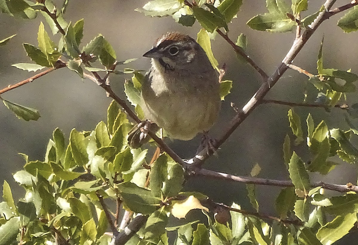 Rufous-crowned Sparrow - ML294545781