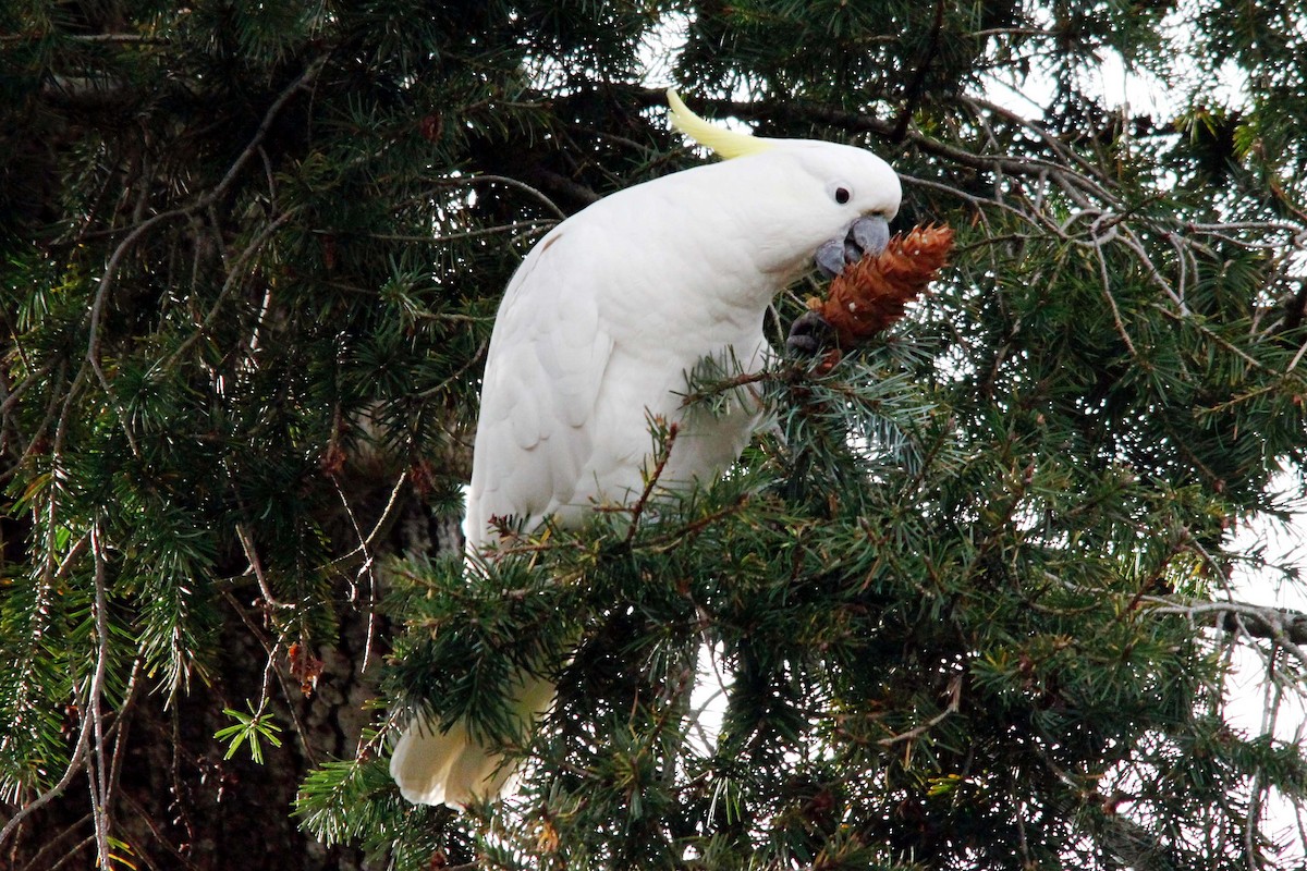 Sulphur-crested Cockatoo - ML29454611