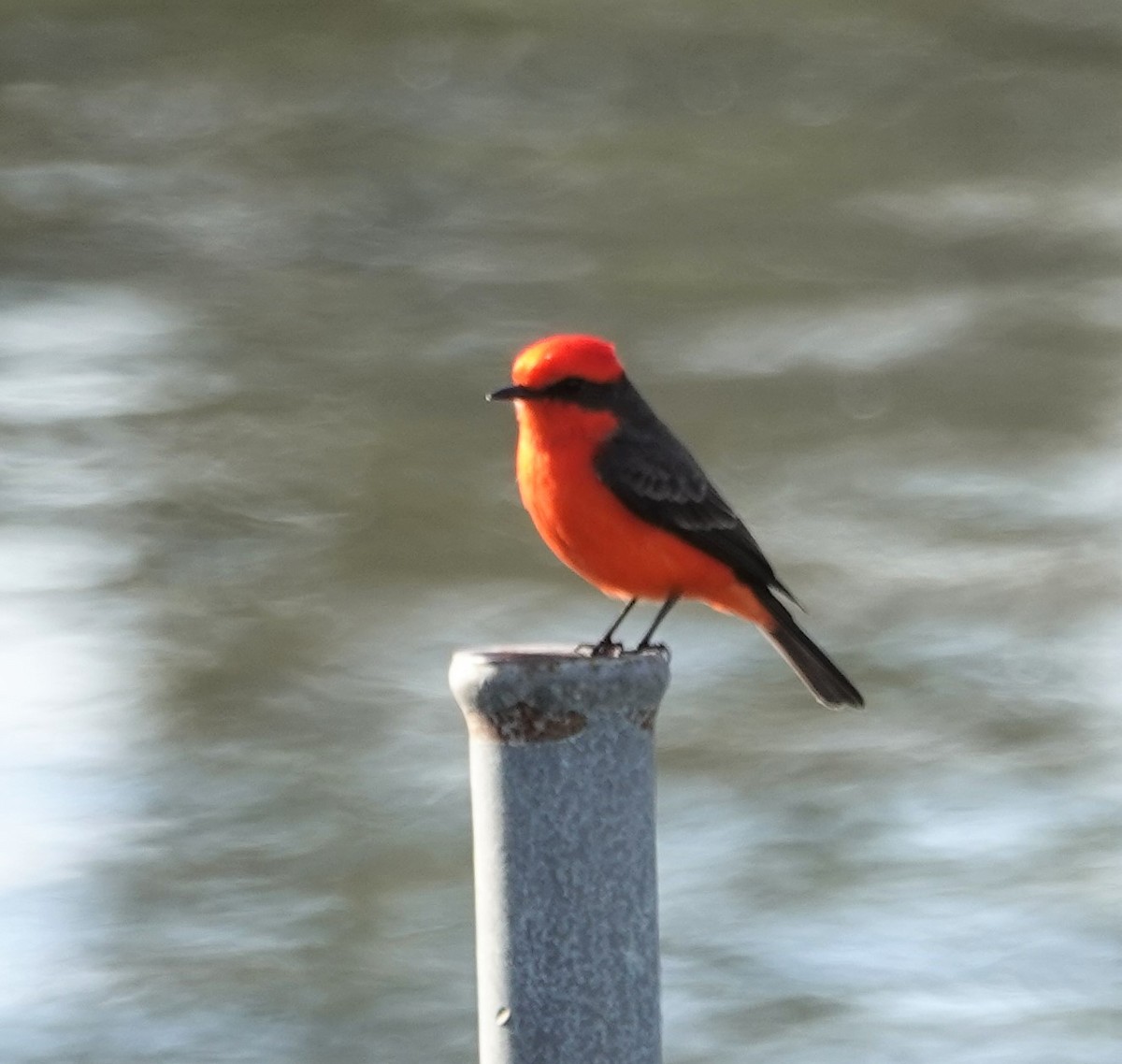 Vermilion Flycatcher - ML294546571