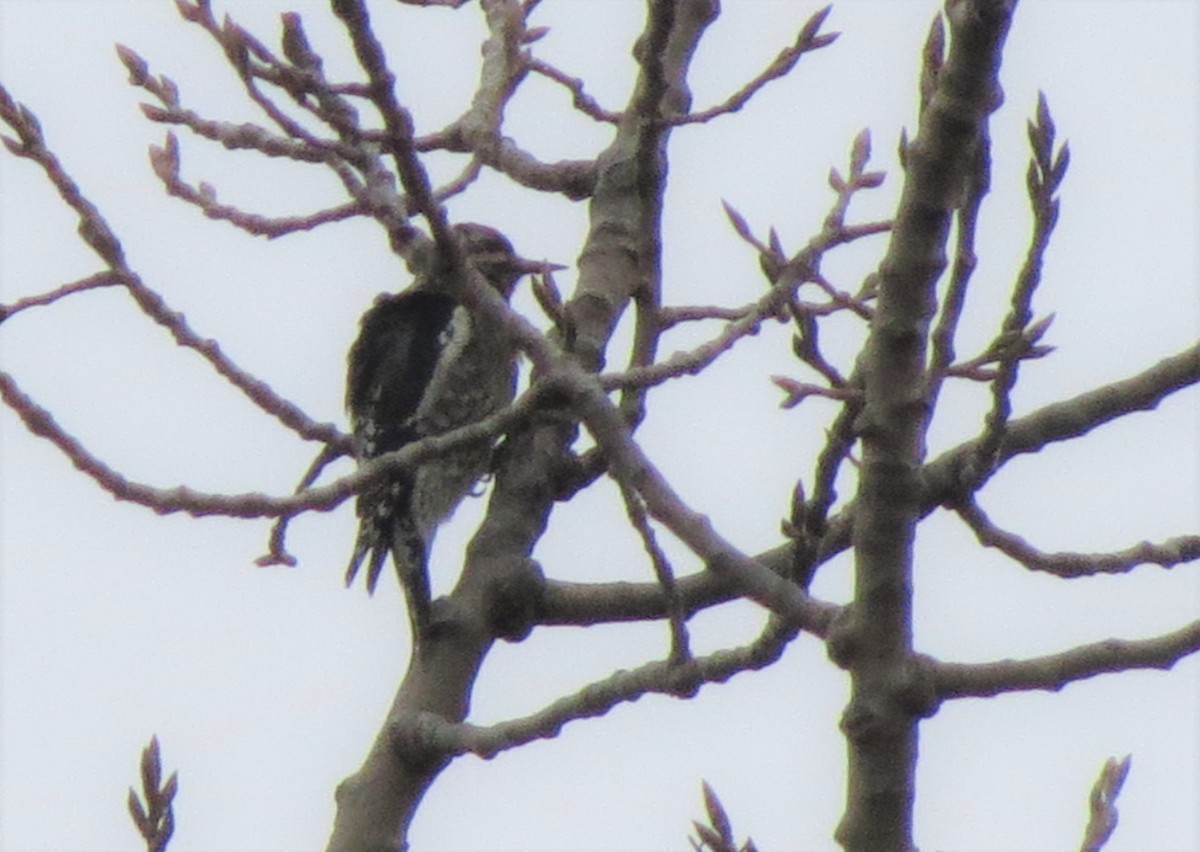 Yellow-bellied Sapsucker - ML294547901