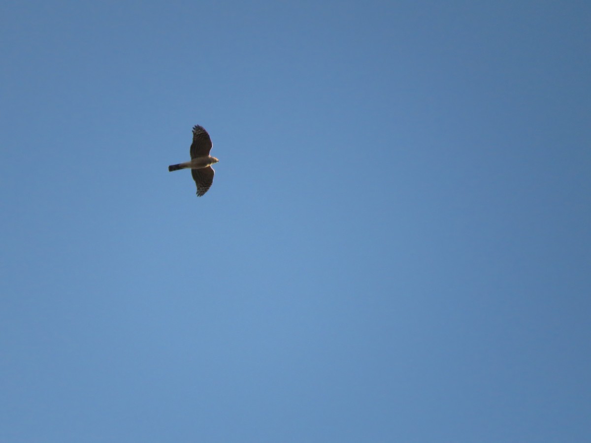 Sharp-shinned Hawk - ML294548091