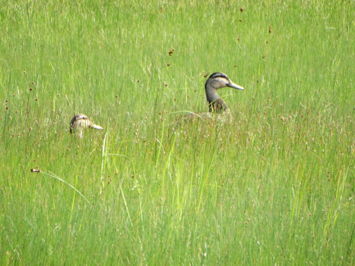 Mottled Duck - Marie Asscherick