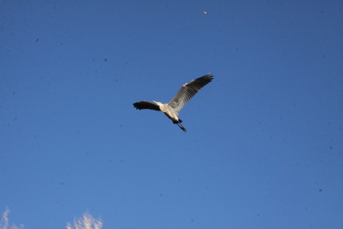 Great Blue Heron - ML294551821