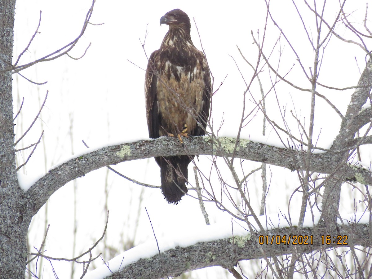 Bald Eagle - ML294551911