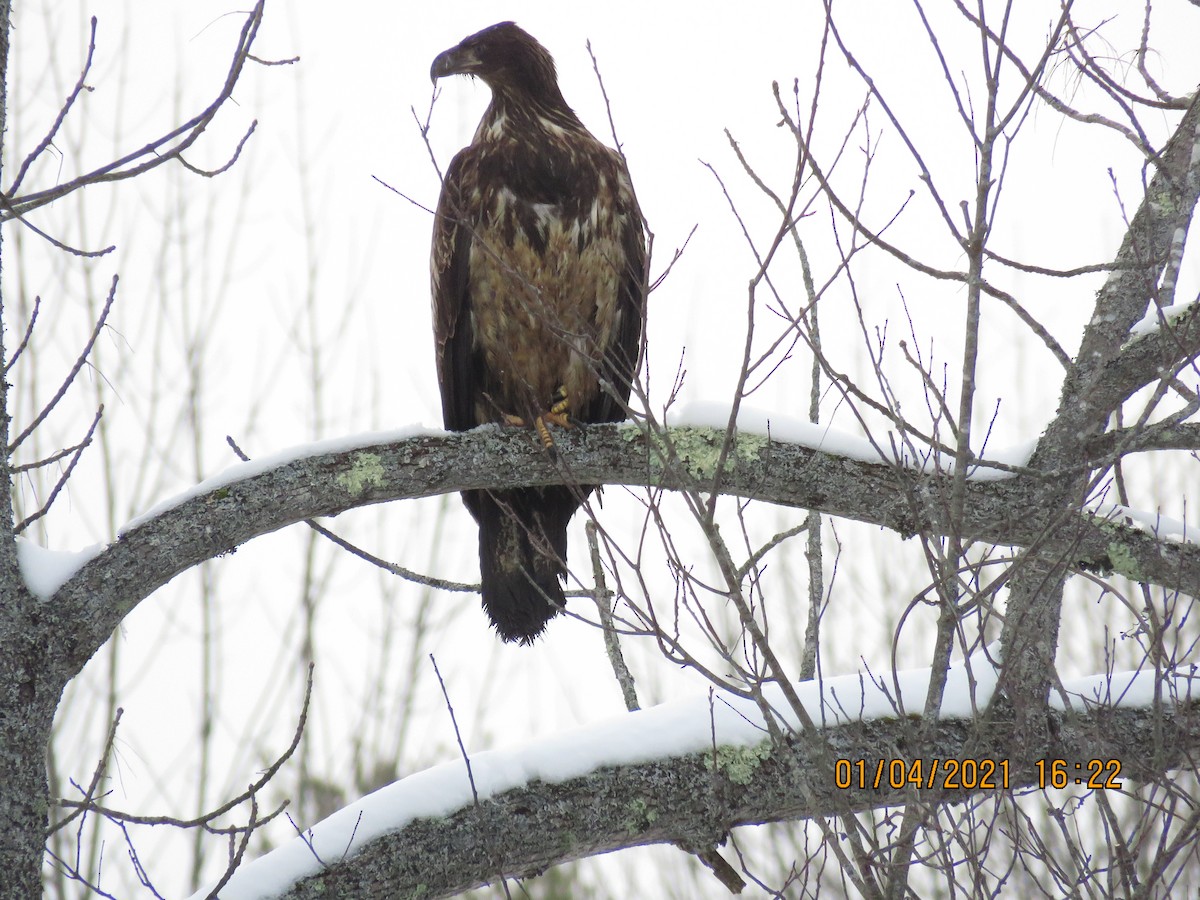 Bald Eagle - ML294551941