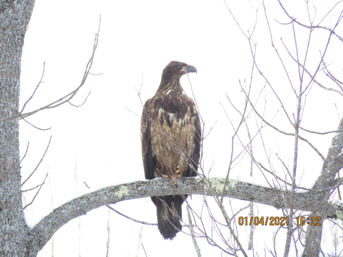 Bald Eagle - Cheryl Ring