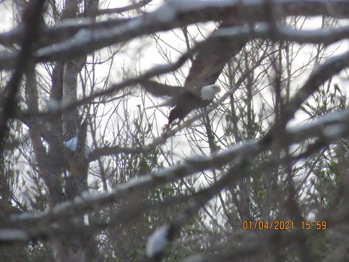 Bald Eagle - ML294551961