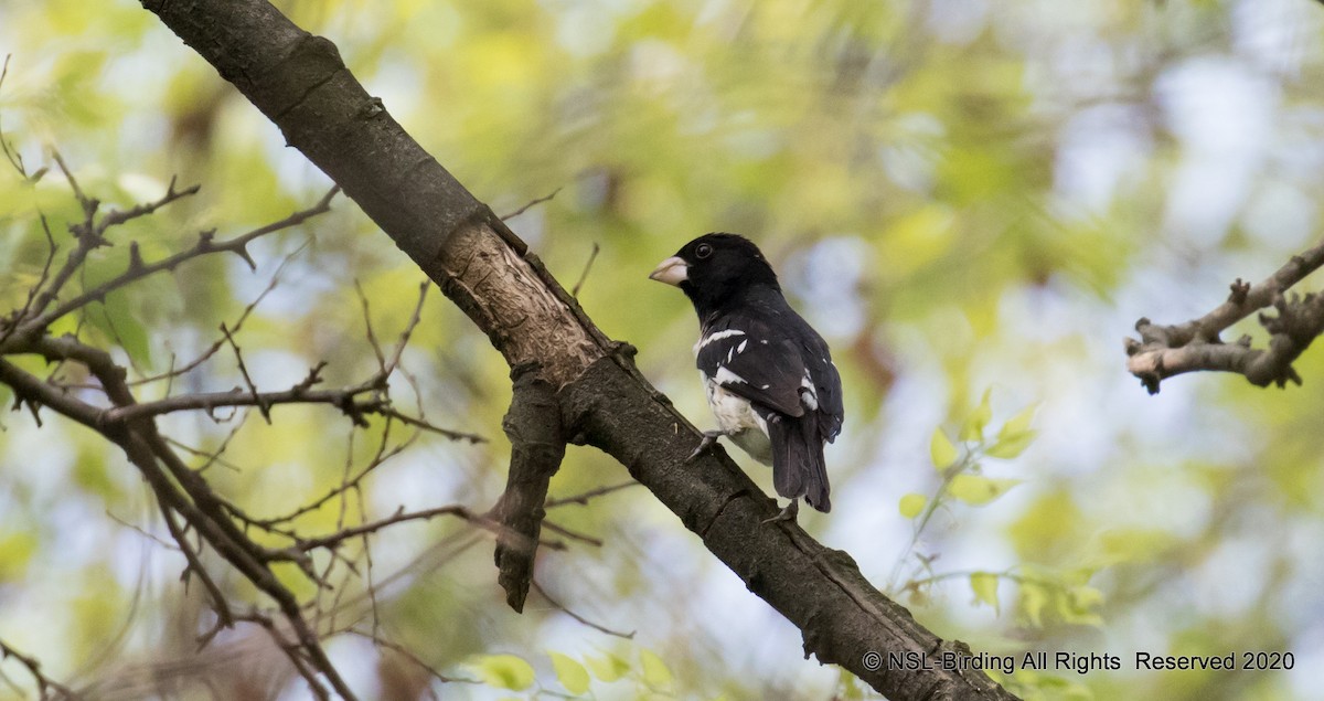 Rose-breasted Grosbeak - ML294552551