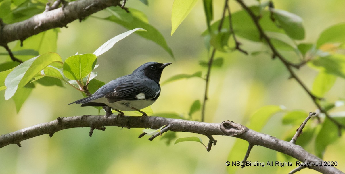 Black-throated Blue Warbler - 🕊️ Newton st Loe Birding 🕊️