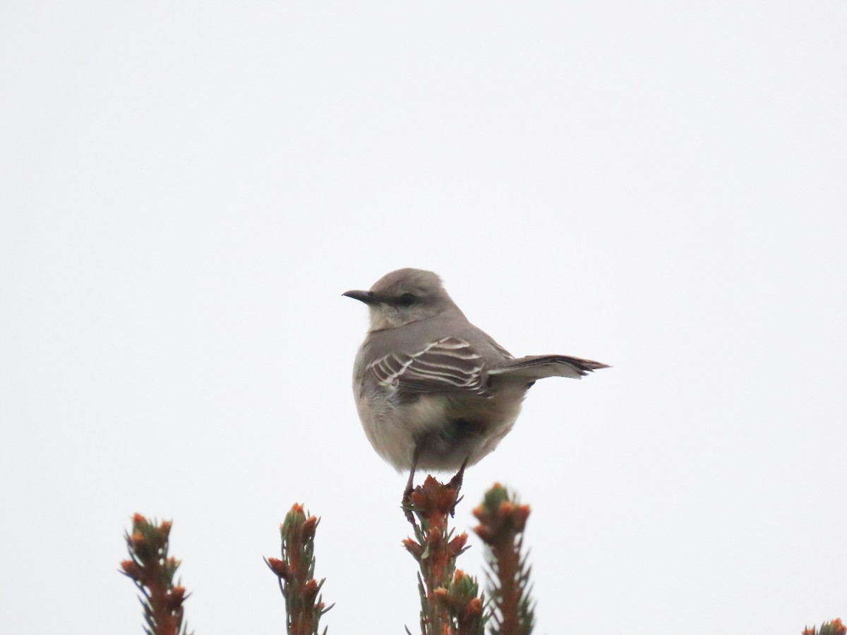 Northern Mockingbird - ML294552701