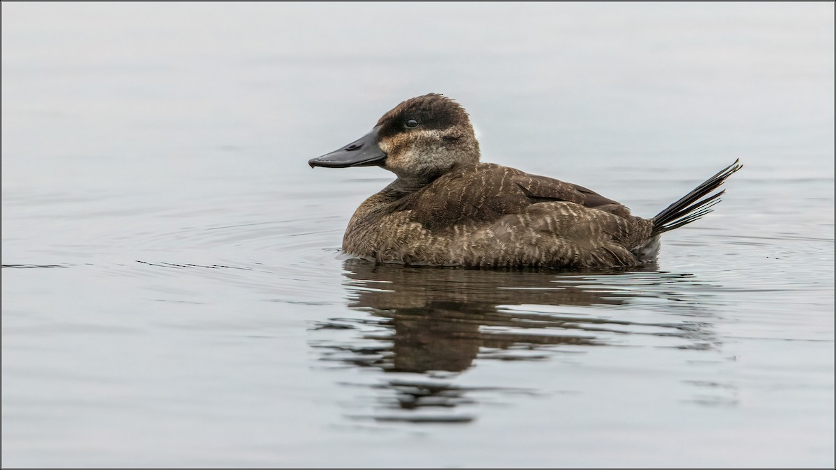 Ruddy Duck - ML294553181