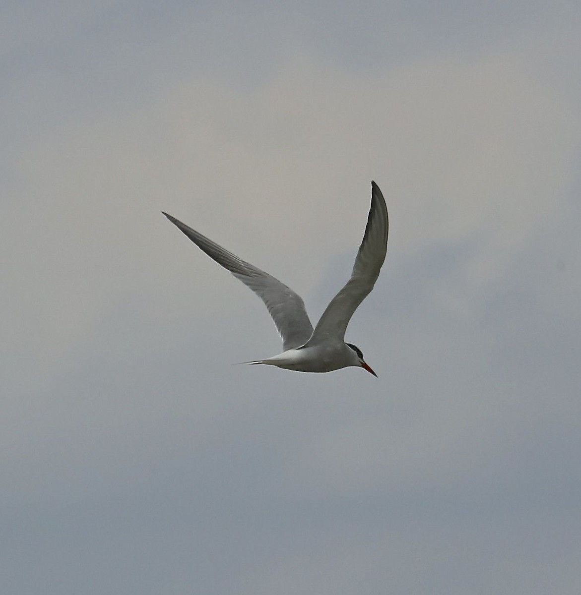 Common Tern - Charles Lyon