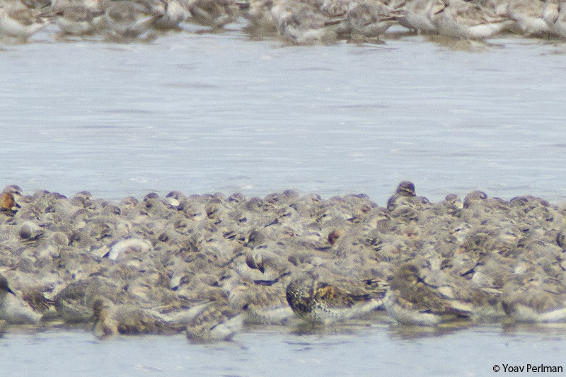 Great Knot - Yoav Perlman