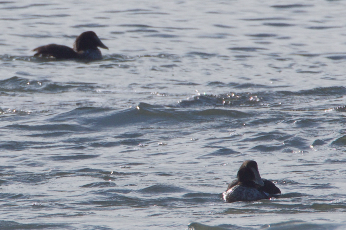 Common Eider - ML294556851