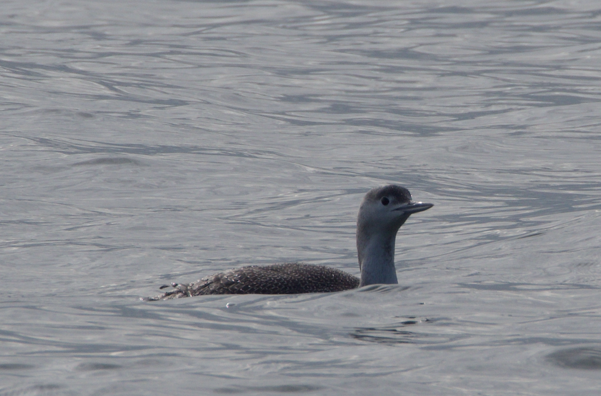 Red-throated Loon - ML294557461