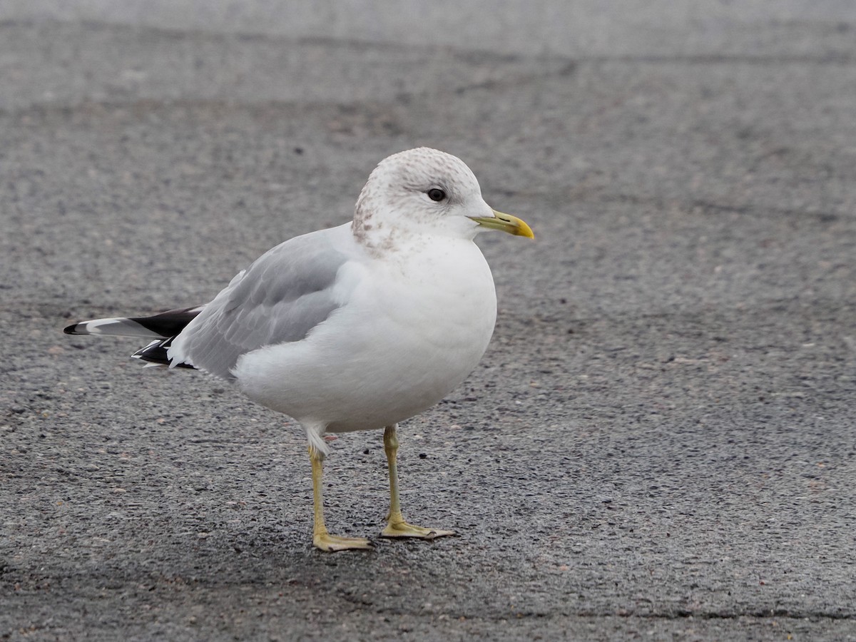 Gaviota Cana - ML294560221