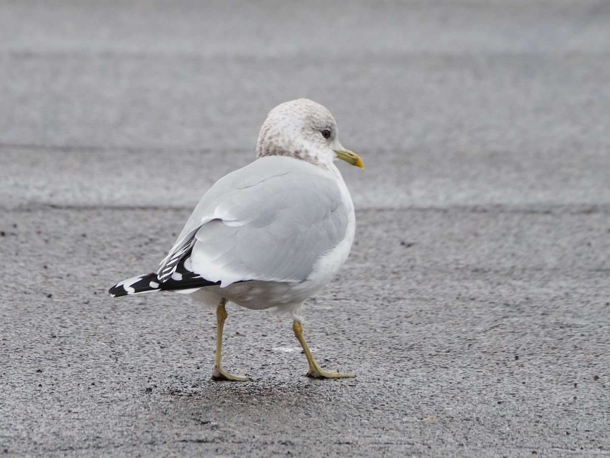 Common Gull - Angela MacDonald