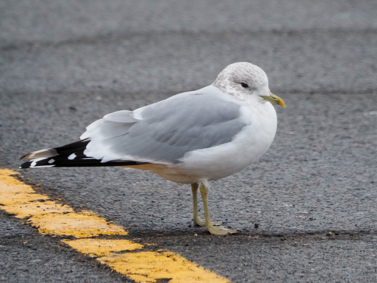 Common Gull - ML294560331