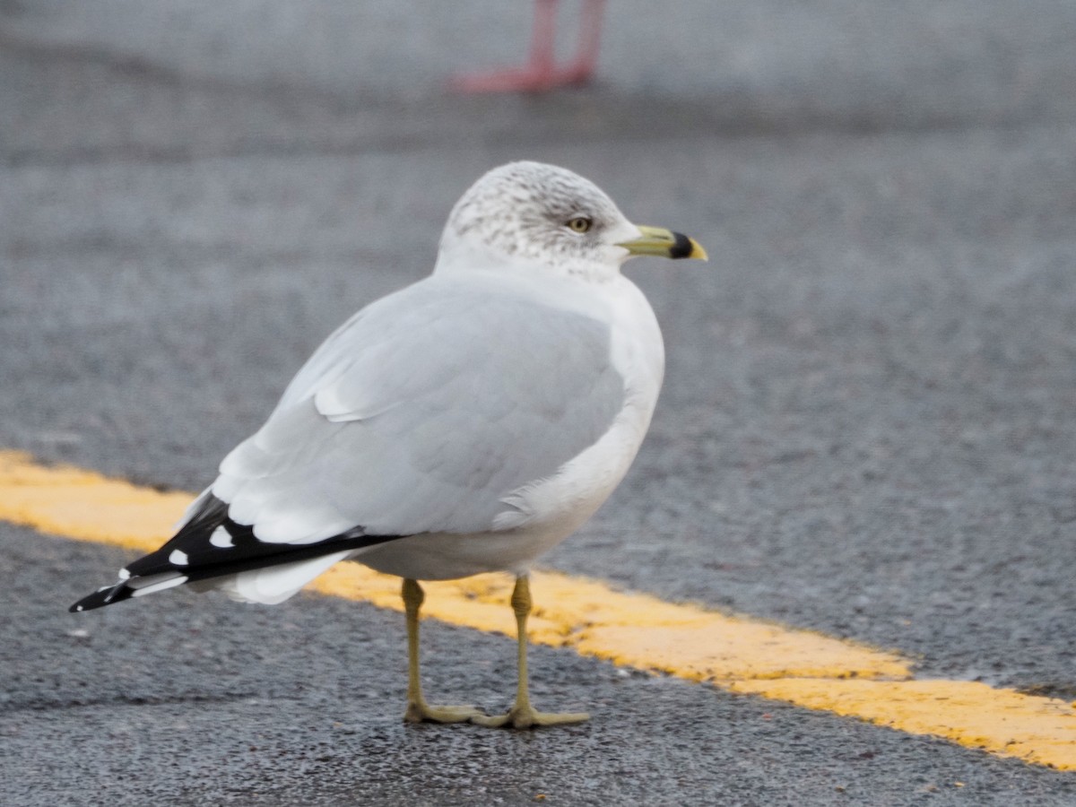 Ring-billed Gull - ML294560431