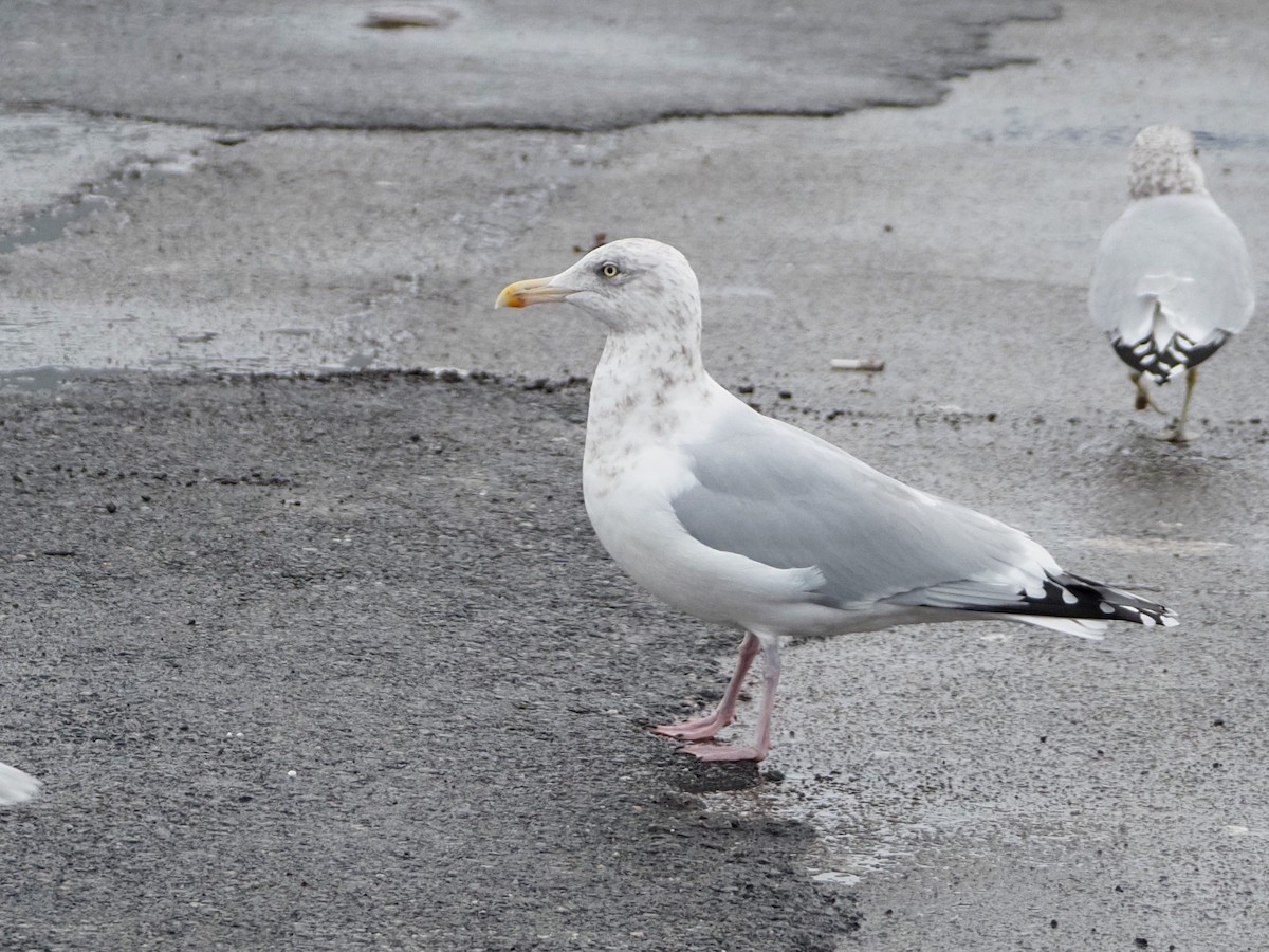 Herring Gull - ML294560601