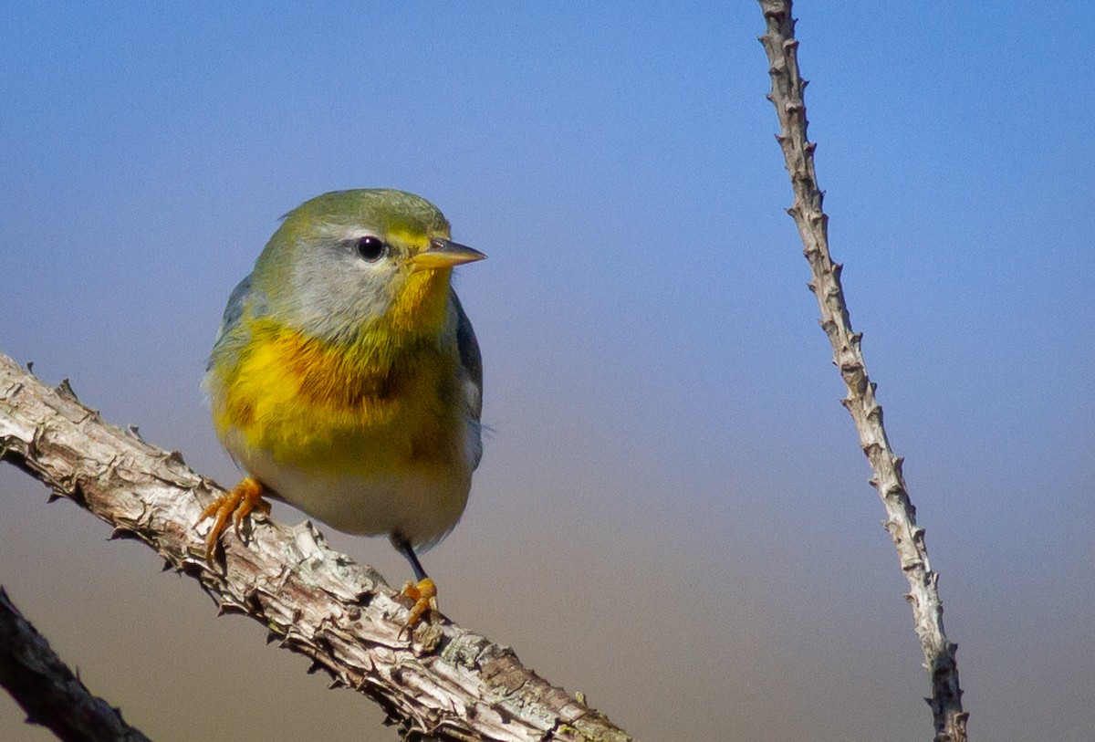 Northern Parula - ML294560711