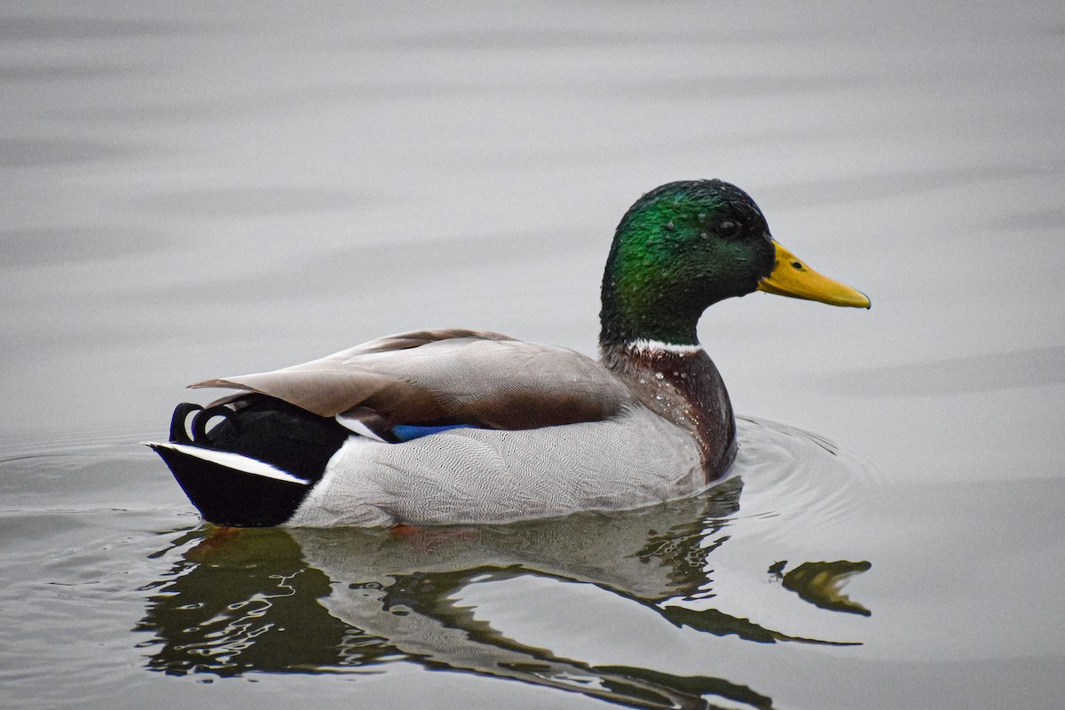 Mallard - ML294560841