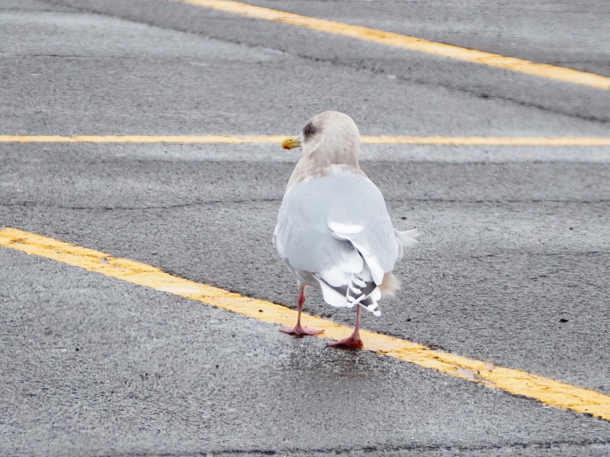 Gaviota Groenlandesa (kumlieni) - ML294561001