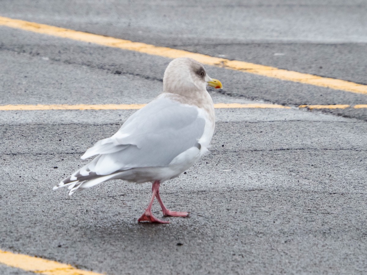 Iceland Gull (kumlieni) - Angela MacDonald