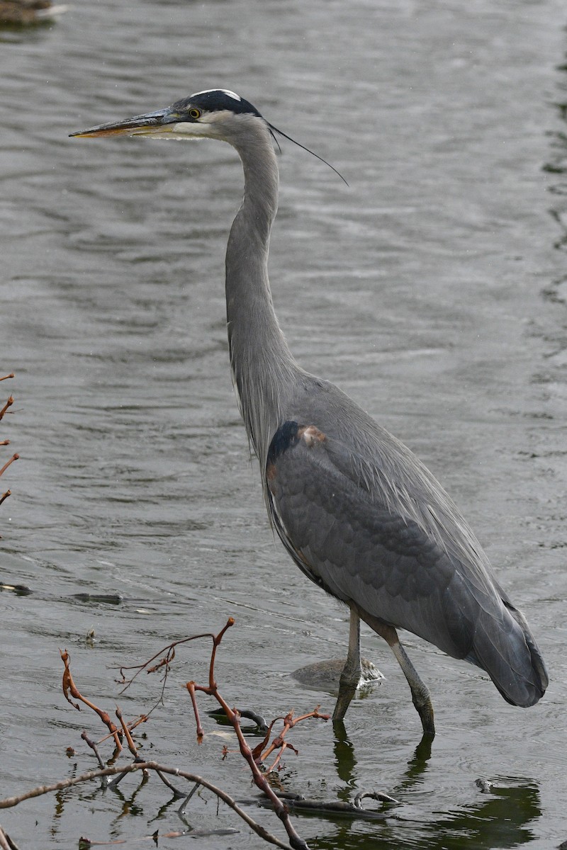 Great Blue Heron - ML294561161