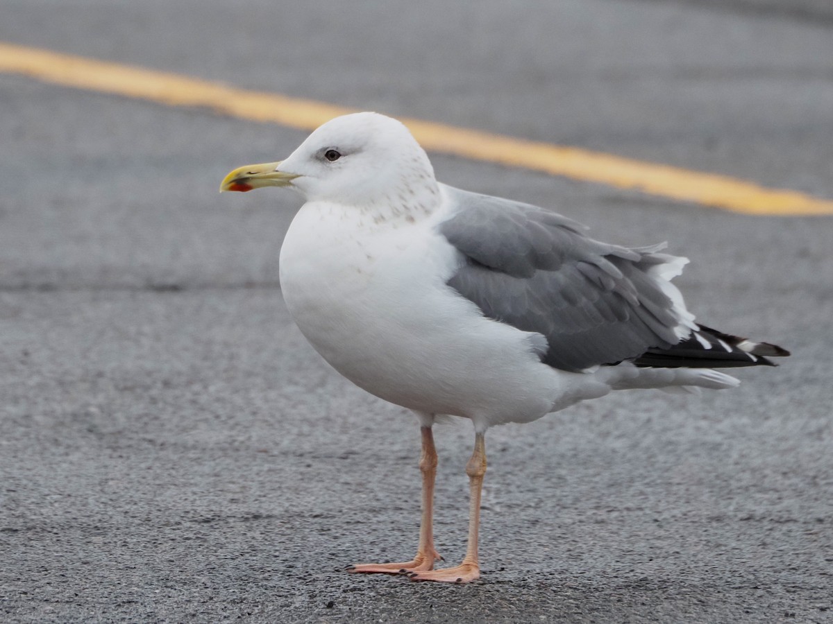 Lesser Black-backed Gull (taimyrensis) - ML294561201