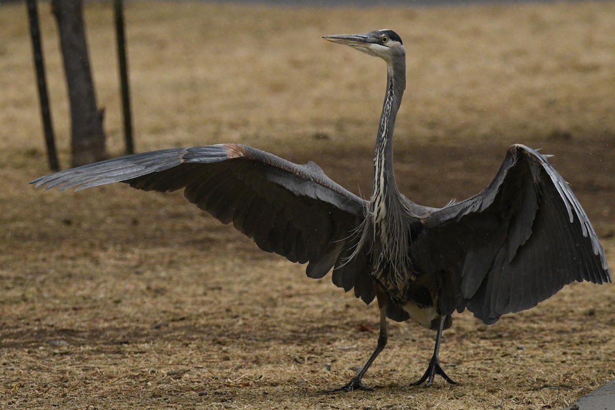 Great Blue Heron - ML294561281