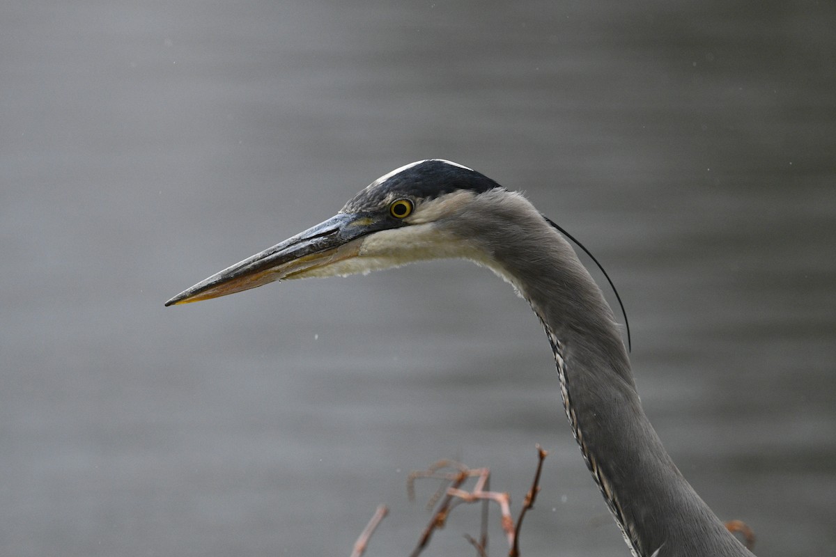 Great Blue Heron - ML294561331