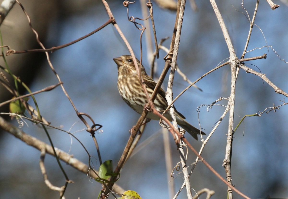 Purple Finch - ML294563821