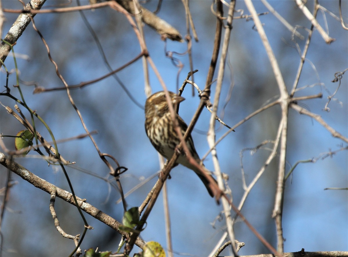Purple Finch - ML294563941