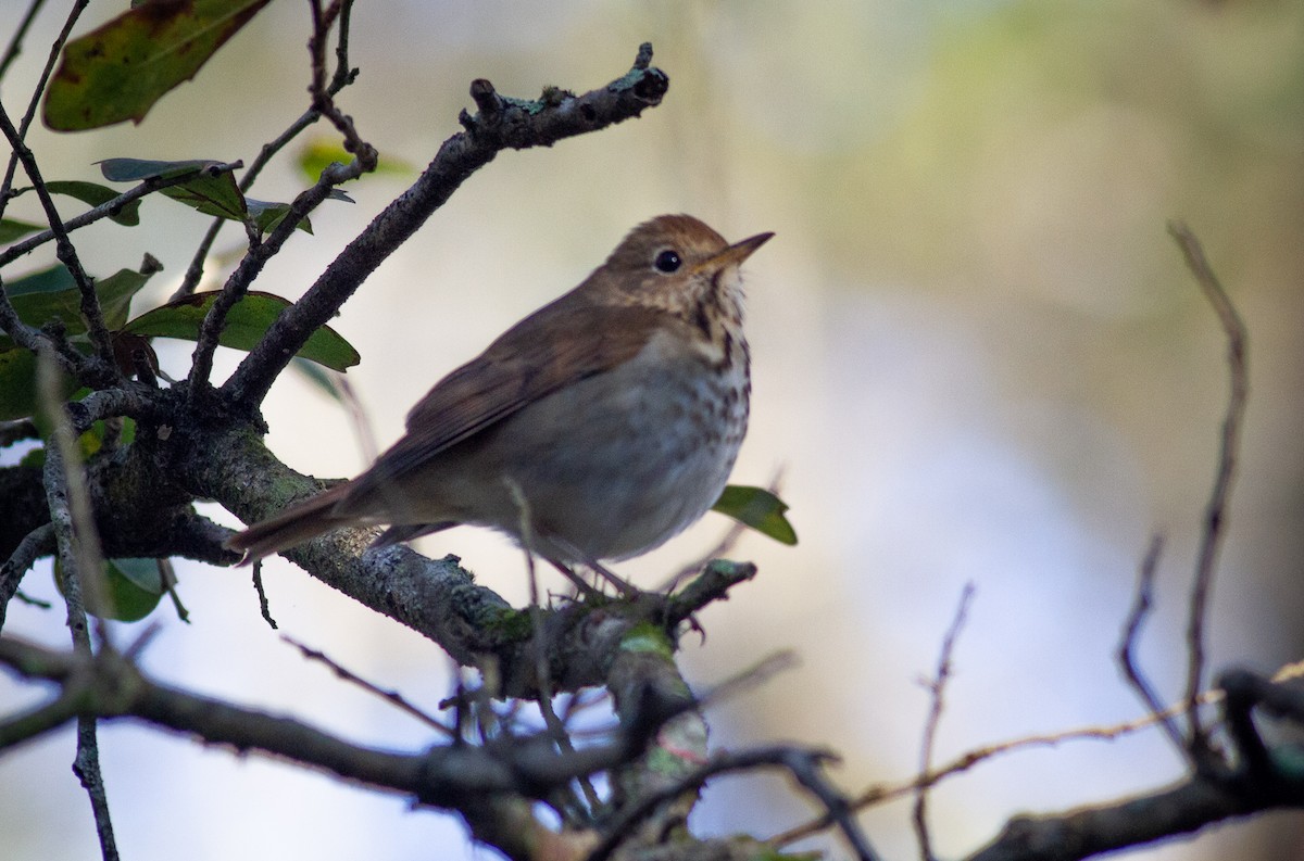 Hermit Thrush - ML294565221