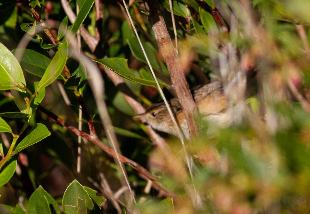 Sedge Wren - ML294565721