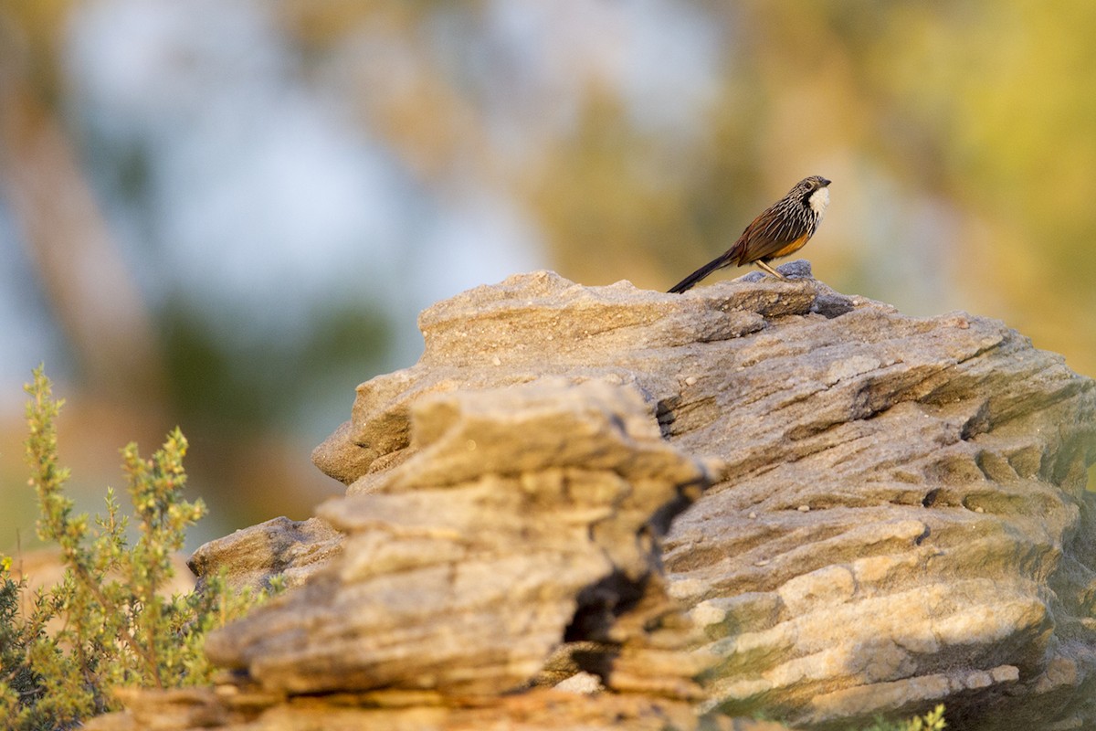 White-throated Grasswren - Laurie Ross | Tracks Birding & Photography Tours