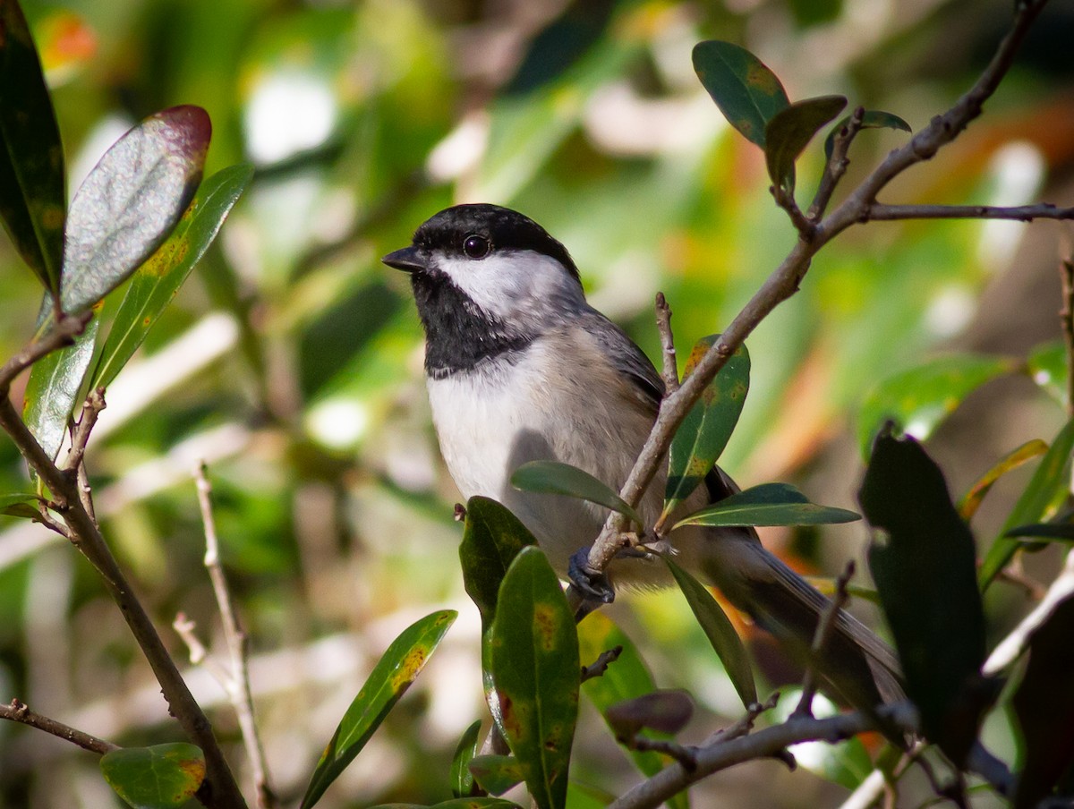 Carolina Chickadee - ML294566431