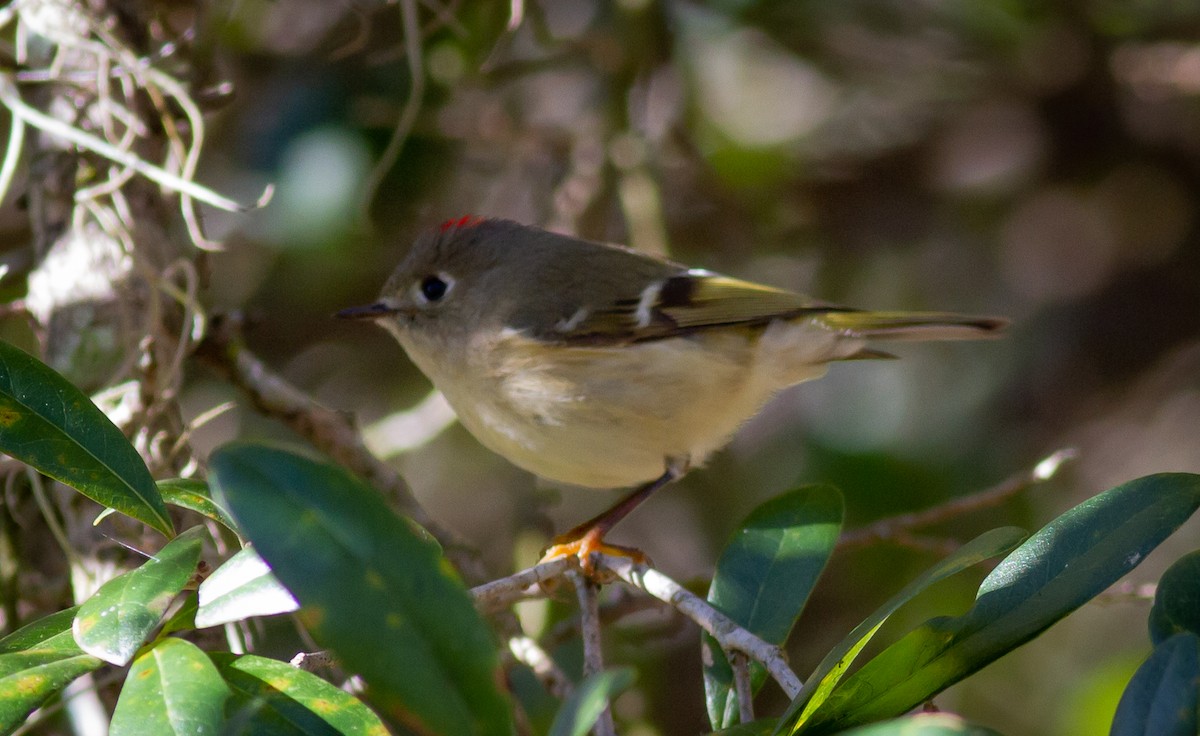 Ruby-crowned Kinglet - ML294567131