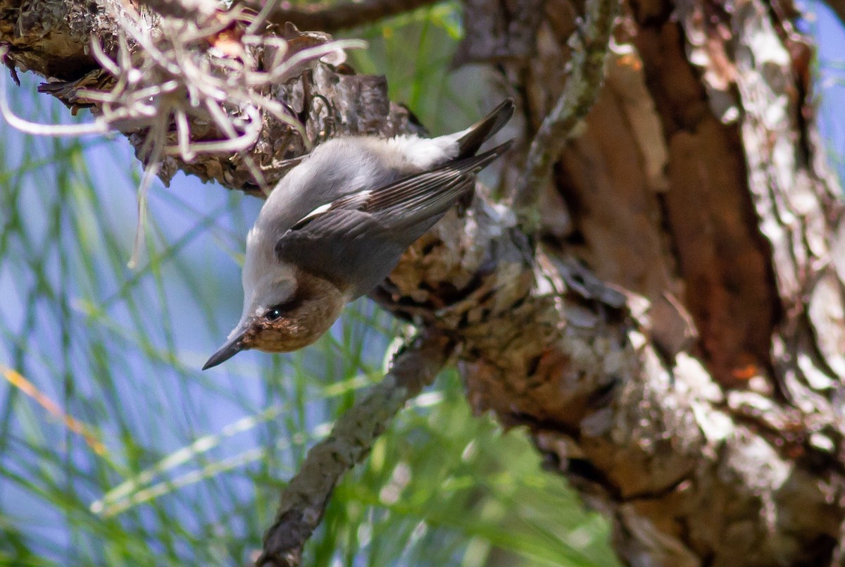 Brown-headed Nuthatch - ML294568211