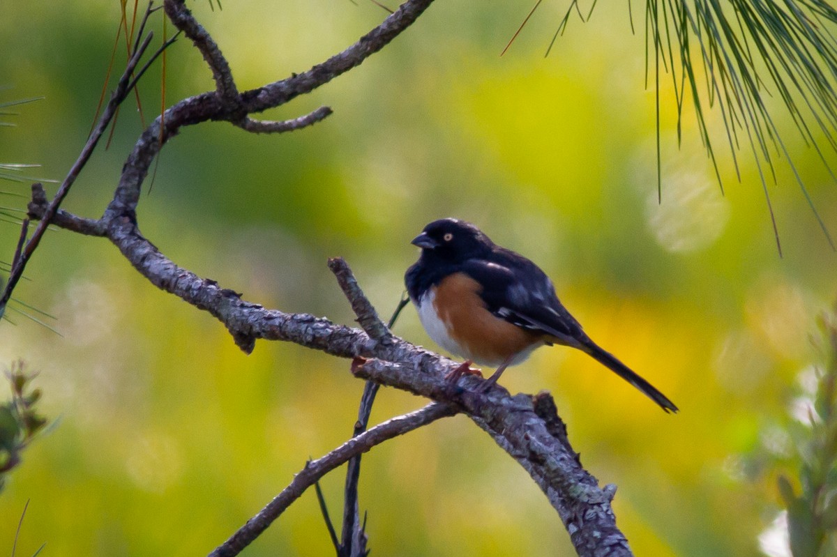 Eastern Towhee - ML294568691